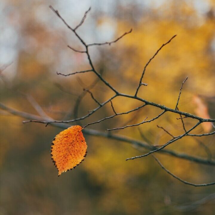 a leaf that is on a tree branch